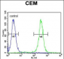 MNDA Antibody (N-term)